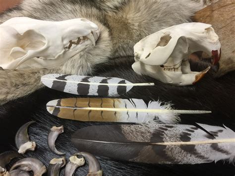 Moscow hide and fur - An order shipping out to a National Park to be used as educational specimens for park visitors! View our inventory of Tanned Furs:...